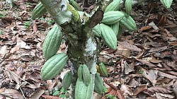 Cacao